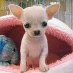  No.157  スムースコートチワワ　女の子♀　10月3日生まれ 