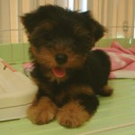 No.158 ヨークシャーテリア　女の子♀　7月9日生まれ