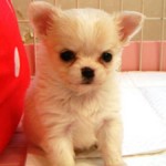 No.159  ロングコートチワワ　女の子♀　2月23日生まれ
