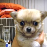 No.15 ロングコートチワワ　女の子♀　4月22日生まれ