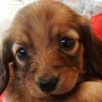 No.161 ミニチュアダックスフンド　女の子♀　2月14日生まれ