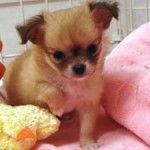 No.163 ロングコートチワワ　女の子♀　2月28日生まれ