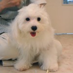 No.164 マルチーズ　女の子♀　7月29日生まれ