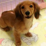 No.165  ミニチュアダックスフンド　男の子♂　2月14日生まれ