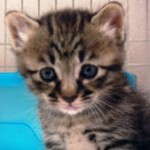 No.166  こねこ　男の子♂　5月27日生まれ