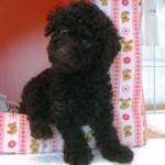 No.167  トイプードル　男の子♂　5月6日生まれ