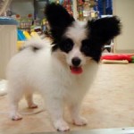 No.168パピヨン　男の子♂　5月22日生まれ