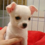 No.169  スムースコートチワワ　男の子♂　6月15日生まれ