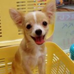 No.170 ロングコートチワワ　男の子♂ 　2月29日生まれ