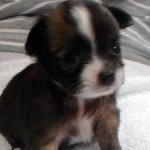 No.171 ロングコートチワワ　男の子♂ 　8月11日生まれ