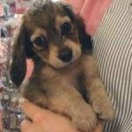 No.172 ミニチュアダックスフンド　女の子♀　7月25日生まれ
