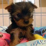 No.173 ヨークシャーテリア　男の子♂　6月25日生まれ