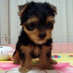 No.175 ヨークシャーテリア　女の子♀　6月11日生まれ