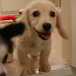 No.177 ミニチュアダックスフンド　女の子♀　5月16日生まれ