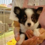 No.17 ロングコートチワワ　女の子♀　3月2日生まれ