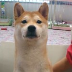 No.180  柴犬　男の子♂　4月22日生まれ