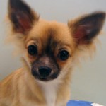 No.181　ロングコートチワワ　男の子♂ 　8月11日生まれ