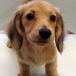 No.182  ミニチュアダックスフンド　女の子♀　9月15日生まれ 