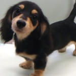 No.183  ミニチュアダックスフンド　女の子♀　9月15日生まれ