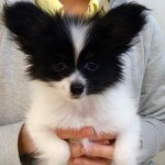 No.184　パピヨン　女の子♀　8月17日生まれ