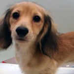 No.185  ミニチュアダックスフンド　女の子♀　9月15日生まれ