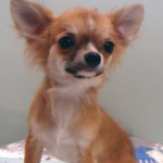 No.186  ロングコートチワワ　男の子♂ 　8月11日生まれ