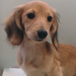 No.187　ミニチュアダックスフンド　女の子♀　9月15日生まれ