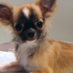 No.188  ロングコートチワワ　女の子♀ 　8月11日生まれ　