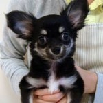 No.189　ロングコートチワワ　女の子♀ 　8月6日生まれ