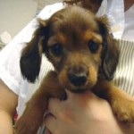 No.18 ミニチュアダックスフンド　女の子♀　5月8日生まれ