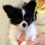 No.191　パピヨン　女の子♀　8月17日生まれ