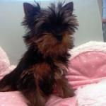 No.192　ヨークシャーテリア　男の子♂　2月3日生まれ