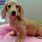 No.194　ミニチュアダックスフンド　女の子♀ 　3月25日生まれ