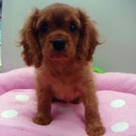 No.195  キャバリア　男の子♂　4月18日生まれ