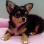 No.196  ロングコートチワワ　男の子♂　4月11日生まれ