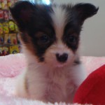 No.198  パピヨン　男の子♂　7月1日生まれ