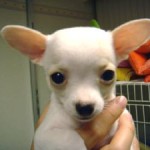 No.19 スムースチワワ　女の子♀　4月14日生まれ