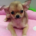 No.200  ロングコートチワワ　女の子♀　3月18日生まれ