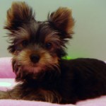 No.201　ヨークシャーテリア　女の子♀　3月27日生まれ