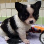 No.202  ロングコートチワワ　男の子♂　7月12日生まれ