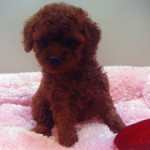 No.203　トイプードル　女の子♀　6月29日生まれ