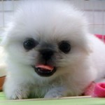 No.204  ペキニーズ　女の子♀　6月18日生まれ