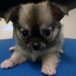 No.205  ロングコートチワワ　女の子♀　7月12日生まれ