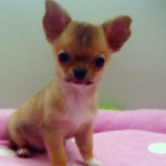 No.206　スムースコートチワワ　男の子♂　3月31日生まれ