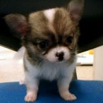 No.207　ロングコートチワワ　女の子♀　7月12日生まれ