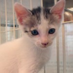 No.208　猫（野良ちゃん）