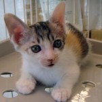 No.209　猫（野良ちゃん）