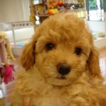 No.20 トイプードル　女の子♀　5月1日生まれ