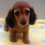 No.210  ミニチュアダックスフンド　女の子♀　7月20日生まれ