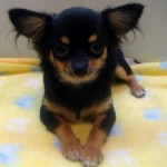 No.211  ロングコートチワワ　女の子♀　3月18日生まれ